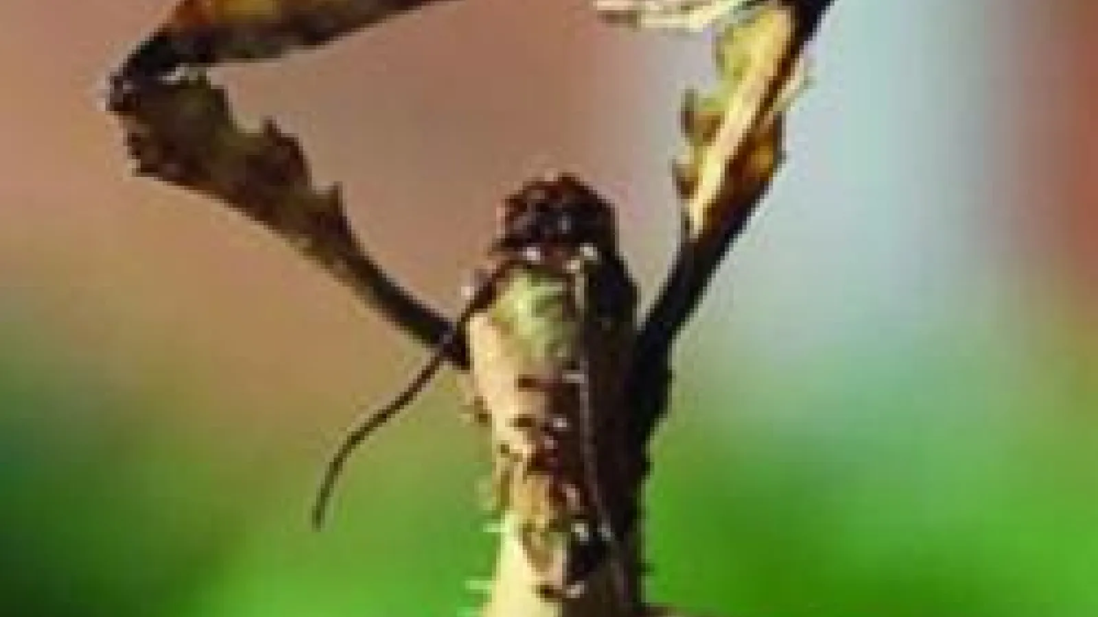 bug