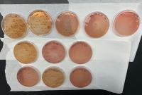 Nine agar plates with bacteria growth on a lab bench