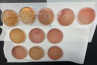 Nine agar plates with bacteria growth on a lab bench