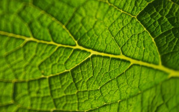 Cells in a Leaf