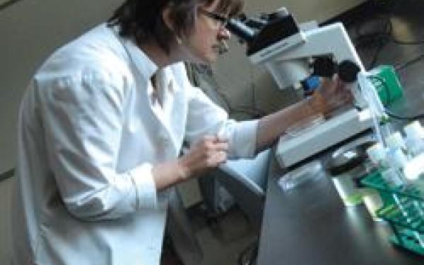 Researcher looking through a microscope 