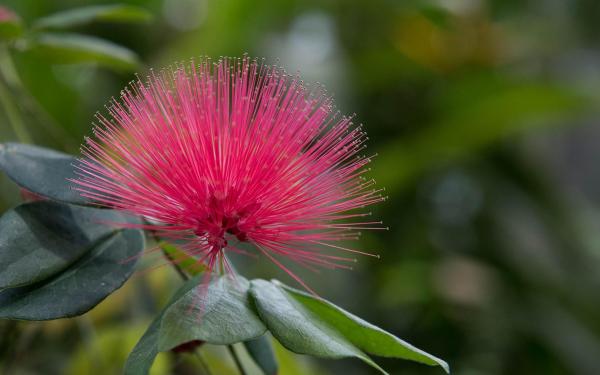 Pink Flower Pink Flower