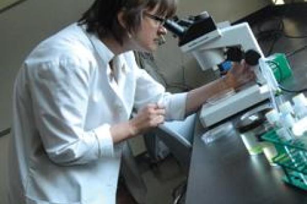 Researcher looking through a microscope